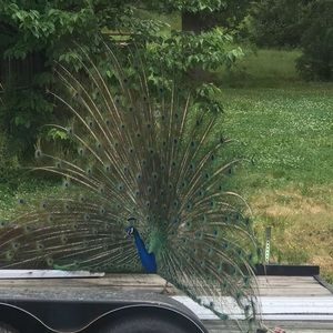 Meet your Posher, Janeth e